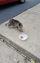 Lost Female Cat last seen Railroad Ave, Netcong, NJ 07857