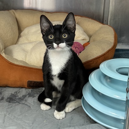 Shelter Stray Male Cat last seen Near North Lamar, City of Austin, TX, 124 W Anderson Ln., Austin, TX 78752, USA
