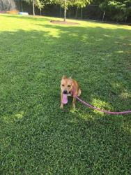 Shelter Stray Female Dog last seen Near Jebs PL, Newport News, VA, 5843 Jefferson Ave, Newport News, VA 23605, USA