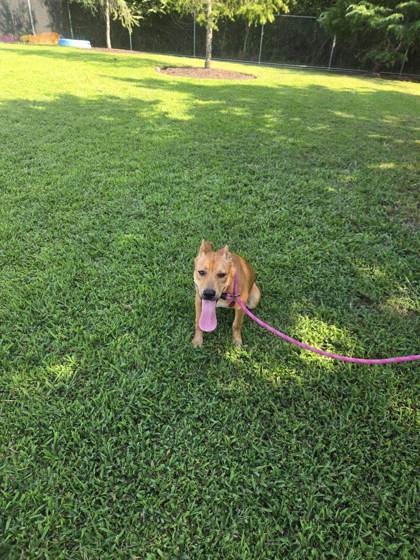 Shelter Stray Female Dog last seen Near Jebs PL, Newport News, VA, 5843 Jefferson Ave, Newport News, VA 23605, USA