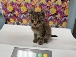 Shelter Stray Male Cat last seen Hill Ave, 43607, OH, 827 Illinois Ave, Maumee, OH 43537, USA