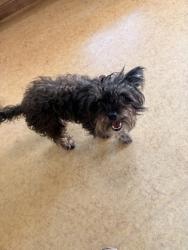 Shelter Stray Male Dog last seen Near Tranquility Ln, Cedar Hill, TX, 1150 E Pleasant Run Rd, Cedar Hill, TX 75104, USA