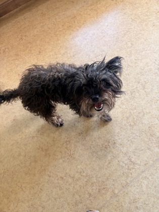 Shelter Stray Male Dog last seen Near Tranquility Ln, Cedar Hill, TX, 1150 E Pleasant Run Rd, Cedar Hill, TX 75104, USA