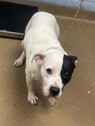 Shelter Stray Female Dog last seen Near Lilac Ln, Decatur, GA 30032, 30032, GA, 3280 Chamblee Dunwoody Rd, Chamblee, GA 30341, USA