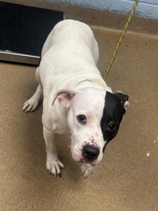 Shelter Stray Female Dog last seen Near Lilac Ln, Decatur, GA 30032, 30032, GA, 3280 Chamblee Dunwoody Rd, Chamblee, GA 30341, USA
