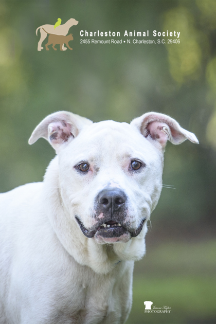 Shelter Stray Male Dog last seen Near River Landing Drive, City of Charleston, SC, 2455 Remount Rd, North Charleston, SC 29406, USA
