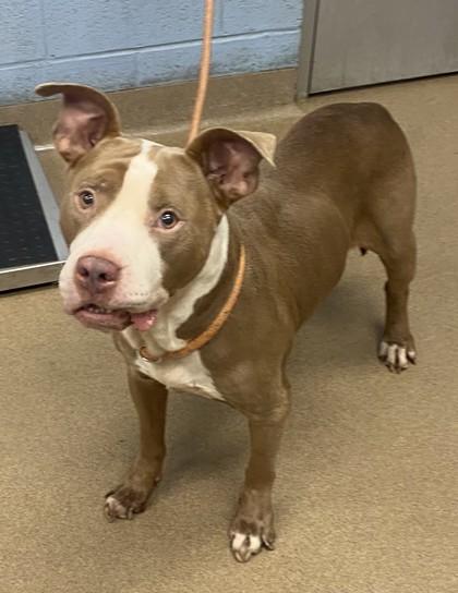 Shelter Stray Male Dog last seen Near Creekview Ct, Scottdale, GA 30079, 30079, GA, 3280 Chamblee Dunwoody Rd, Chamblee, GA 30341, USA