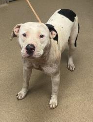 Shelter Stray Female Dog last seen Near Bedford Ln, 30058, GA, 3280 Chamblee Dunwoody Rd, Chamblee, GA 30341, USA