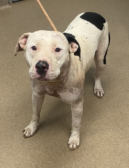 Shelter Stray Female Dog last seen Near Bedford Ln, 30058, GA, 3280 Chamblee Dunwoody Rd, Chamblee, GA 30341, USA