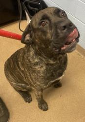 Shelter Stray Male Dog last seen Near Rolling Stone Drive, 30058, GA, 3280 Chamblee Dunwoody Rd, Chamblee, GA 30341, USA