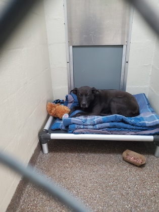 Shelter Stray Female Dog last seen Windsor Hill Boulevard, North Charleston, SC, 2455 Remount Rd, North Charleston, SC 29406, USA