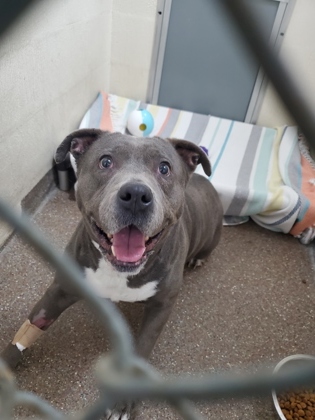 Shelter Stray Female Dog last seen Near Rivers Avenue, North Charleston, SC, 2455 Remount Rd, North Charleston, SC 29406, USA
