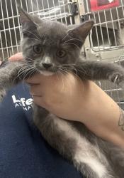 Shelter Stray Female Cat last seen Near Weslock Cir, Decatur, GA 30034, 30034, GA, 3280 Chamblee Dunwoody Rd, Chamblee, GA 30341, USA