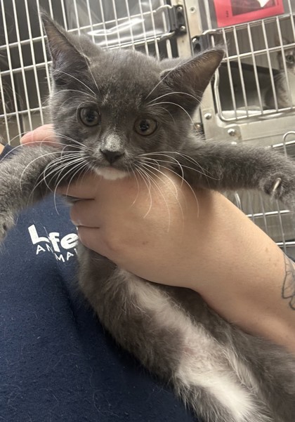 Shelter Stray Female Cat last seen Near Weslock Cir, Decatur, GA 30034, 30034, GA, 3280 Chamblee Dunwoody Rd, Chamblee, GA 30341, USA