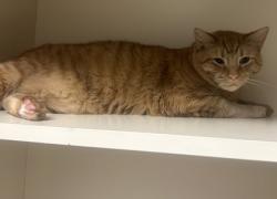 Shelter Stray Male Cat last seen Near Anderson road, Stone Mountain, GA 30083, 30083, GA, 3280 Chamblee Dunwoody Rd, Chamblee, GA 30341, USA