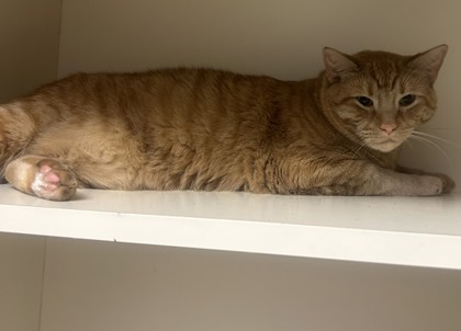 Shelter Stray Male Cat last seen Near Anderson road, Stone Mountain, GA 30083, 30083, GA, 3280 Chamblee Dunwoody Rd, Chamblee, GA 30341, USA