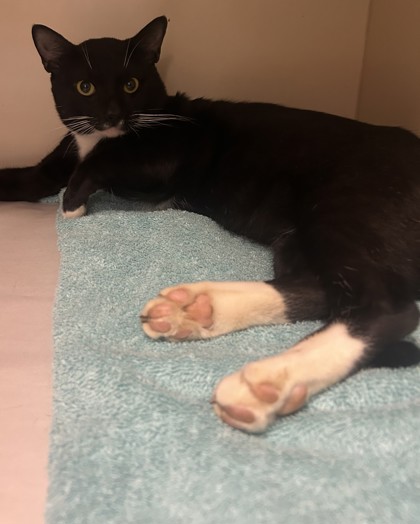 Shelter Stray Male Cat last seen Near S Hairston Rd, Stone Mountain, GA 30088, 30088, GA, 3280 Chamblee Dunwoody Rd, Chamblee, GA 30341, USA