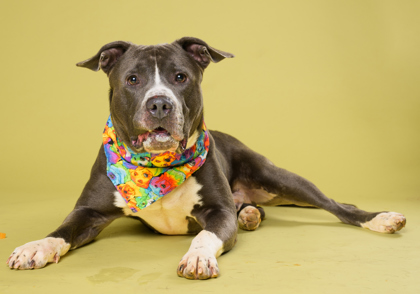 Shelter Stray Male Dog last seen Near Fulton Industrial Blvd NW, Atlanta, GA, 1251 Fulton Industrial Blvd NW, Atlanta, GA 30336, USA
