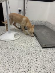 Shelter Stray Female Dog last seen Near Camelot Dr, Atlanta, GA, 1251 Fulton Industrial Blvd NW, Atlanta, GA 30336, USA