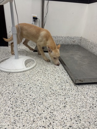 Shelter Stray Female Dog last seen Near Camelot Dr, Atlanta, GA, 1251 Fulton Industrial Blvd NW, Atlanta, GA 30336, USA