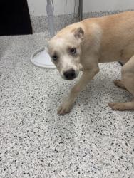 Shelter Stray Female Dog last seen Near Camelot Dr, Atlanta, GA, 1251 Fulton Industrial Blvd NW, Atlanta, GA 30336, USA