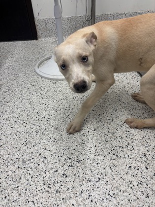 Shelter Stray Female Dog last seen Near Camelot Dr, Atlanta, GA, 1251 Fulton Industrial Blvd NW, Atlanta, GA 30336, USA