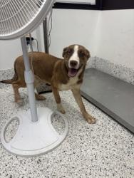 Shelter Stray Female Dog last seen Near Camelot Dr, Atlanta, GA, 1251 Fulton Industrial Blvd NW, Atlanta, GA 30336, USA