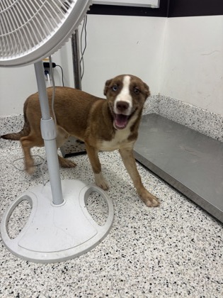 Shelter Stray Female Dog last seen Near Camelot Dr, Atlanta, GA, 1251 Fulton Industrial Blvd NW, Atlanta, GA 30336, USA