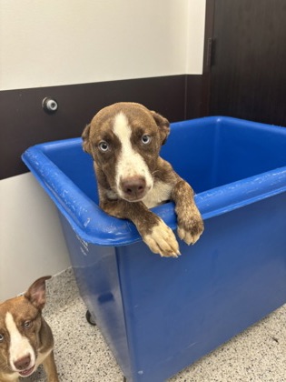 Shelter Stray Female Dog last seen Near Camelot Dr, Atlanta, GA, 1251 Fulton Industrial Blvd NW, Atlanta, GA 30336, USA