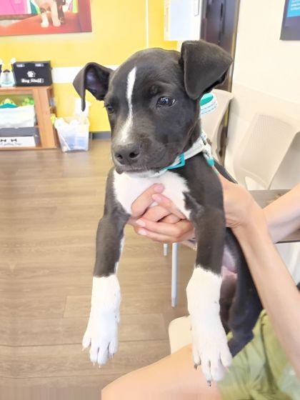 Shelter Stray Female Dog last seen Near Rockwell St, Atlanta, GA, 1251 Fulton Industrial Blvd NW, Atlanta, GA 30336, USA