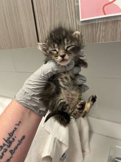 Shelter Stray Female Cat last seen E 46th St & Paseo, 64110, 64110, MO, 7077 Elmwood Ave, Kansas City, MO 64132, USA