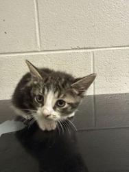 Shelter Stray Male Cat last seen Near Martin Luther king jr ave, Knox County GP, TN, 3201 Division St, Knoxville, TN 37919, USA
