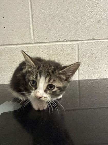 Shelter Stray Male Cat last seen Near Martin Luther king jr ave, Knox County GP, TN, 3201 Division St, Knoxville, TN 37919, USA