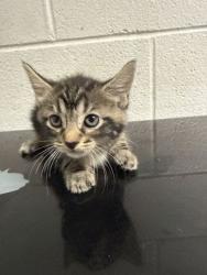 Shelter Stray Female Cat last seen Near Martin Luther king jr ave, Knox County GP, TN, 3201 Division St, Knoxville, TN 37919, USA