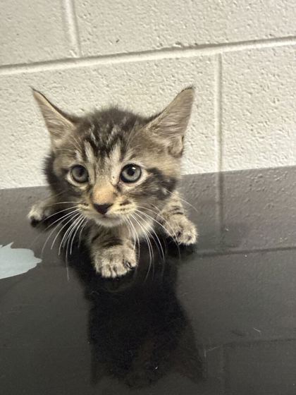 Shelter Stray Female Cat last seen Near Martin Luther king jr ave, Knox County GP, TN, 3201 Division St, Knoxville, TN 37919, USA