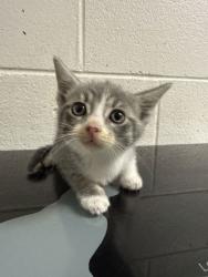 Shelter Stray Male Cat last seen Near Martin Luther king jr ave, Knox County GP, TN, 3201 Division St, Knoxville, TN 37919, USA