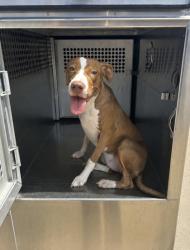 Shelter Stray Female Dog last seen Near E LANCASTER AVE 14, Central District, TX, 355 Hillshire Dr, Haslet, TX 76052, USA