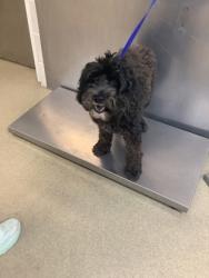 Shelter Stray Female Dog last seen , , TX, 355 Hillshire Dr, Haslet, TX 76052, USA