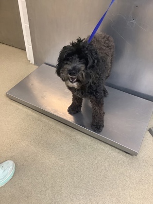 Shelter Stray Female Dog last seen , , TX, 355 Hillshire Dr, Haslet, TX 76052, USA