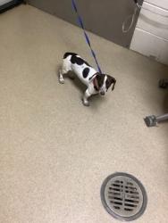 Shelter Stray Female Dog last seen Near Gary Ln, East District, TX, 355 Hillshire Dr, Haslet, TX 76052, USA