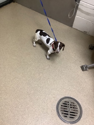 Shelter Stray Female Dog last seen Near Gary Ln, East District, TX, 355 Hillshire Dr, Haslet, TX 76052, USA