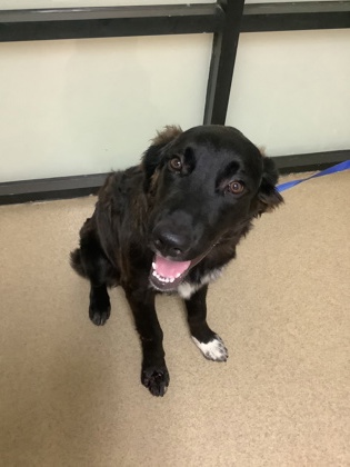 Shelter Stray Female Dog last seen Near W Rosedale, Central District, TX, 355 Hillshire Dr, Haslet, TX 76052, USA
