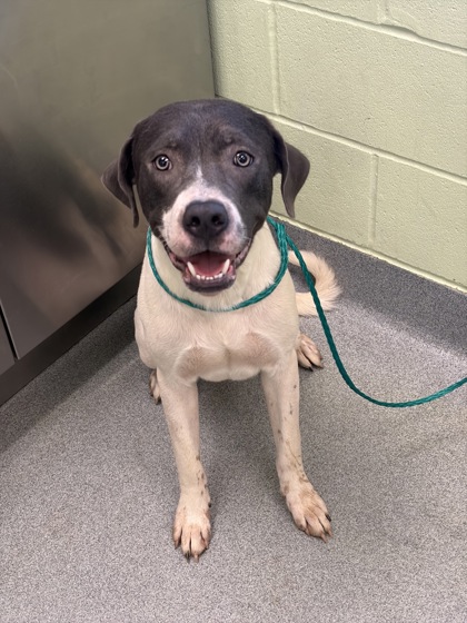 Shelter Stray Male Dog last seen Near Jordan Valley Road, Longview, City of, TX, 303 H G Mosley Pkwy, Longview, TX 75604, USA