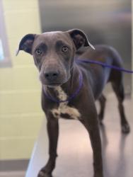 Shelter Stray Female Dog last seen Near Lake Drive, Longview, City of, TX, 303 H G Mosley Pkwy, Longview, TX 75604, USA