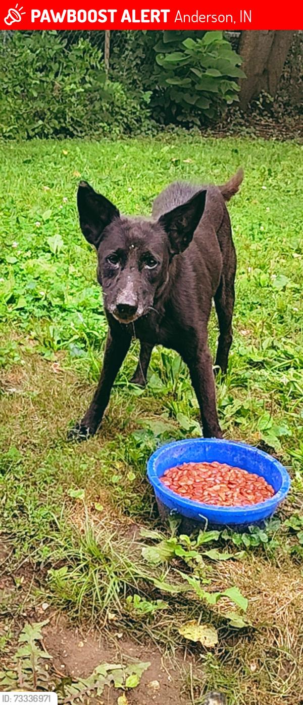 Lost Female Dog last seen Believe was taken out of back yard. No sign of getting out. Left other dog., Anderson, IN 46016