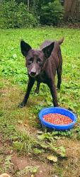 Lost Female Dog last seen Believe was taken out of back yard. No sign of getting out. Left other dog., Anderson, IN 46016