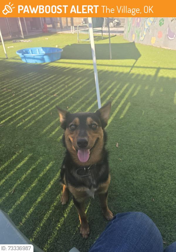 Found/Stray Male Dog last seen Pennsylvania, The Village, OK 73120