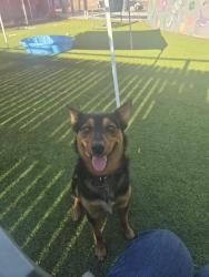 Found/Stray Male Dog last seen Pennsylvania, The Village, OK 73120