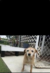 Reunited Male Dog last seen S Conejo Ave, Modesto, CA 95354, USA, Modesto, CA 95354