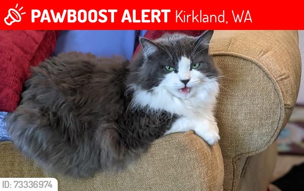 Lost Female Cat last seen Bridle trails shopping center area, Kirkland, WA 98033